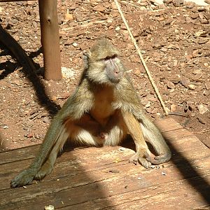 Johannesburg Zoo - Oct 2011