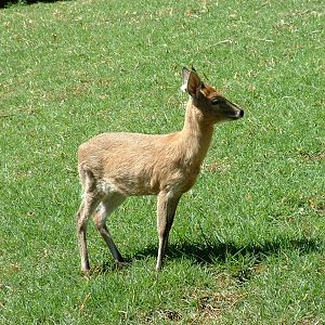 Johannesburg Zoo - Oct 2011