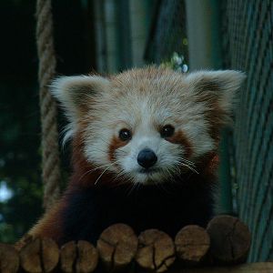 Johannesburg Zoo - Oct 2011