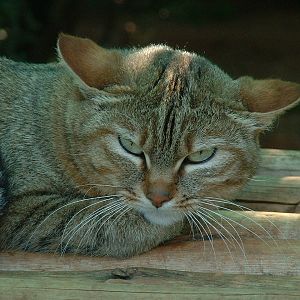 Johannesburg Zoo - Oct 2011