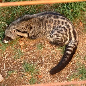 Johannesburg Zoo - Oct 2011