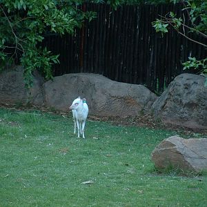 Johannesburg Zoo - Oct 2011