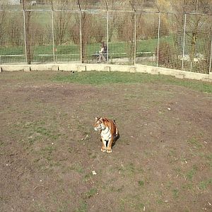 Tiger exhibit early 1980s
