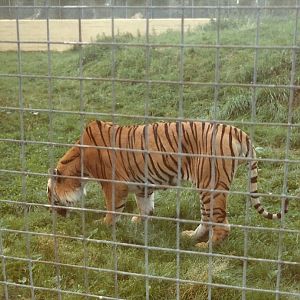 Tiger early 1980s
