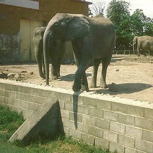 Elephants 1979