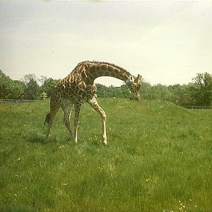 Giraffe 1979