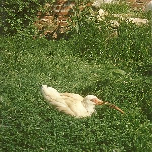 American White Ibis? 1979