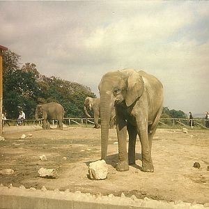 Elephants 1979
