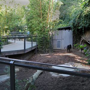 yellow back duiker exhibit