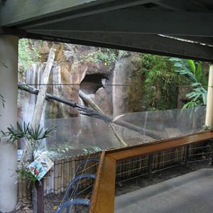 fishing cat exhibit