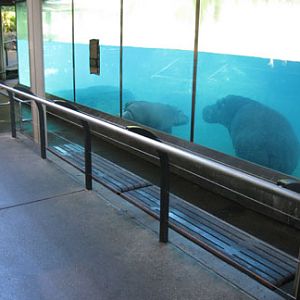 hippo exhibit