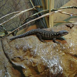 armadillo girdled lizard