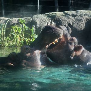 hippo mother and child