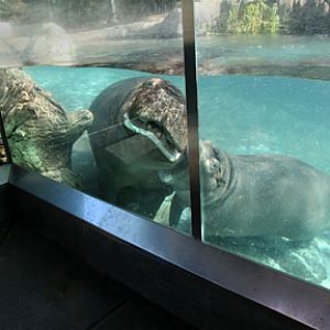 hippo mother and child