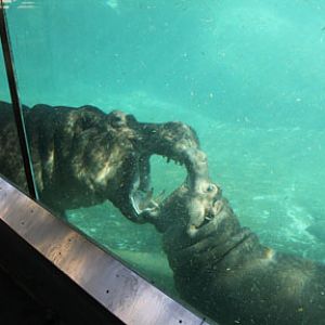 hippo mother and child