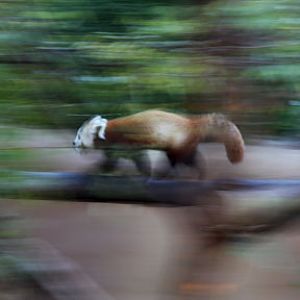 red panda on the move