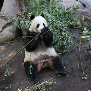 giant panda