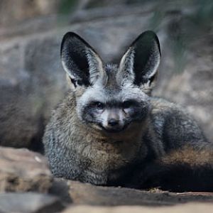 bat eared fox