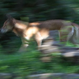 singing dog on the move
