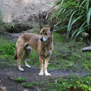 new guinea singing dog