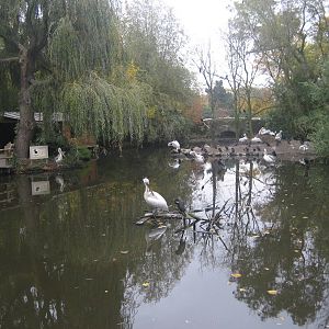 Diergaarde Blijdorp - Pelican lake