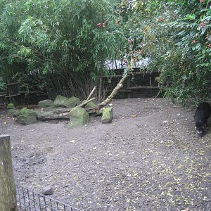 Diergaarde Blijdorp - Visayan warty pig exhibit