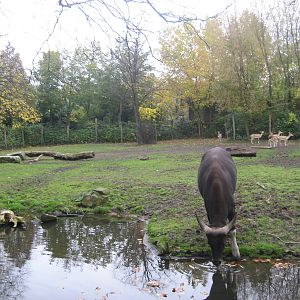 Diergaarde Blijdorp - Banteng/blackbuck exhibit