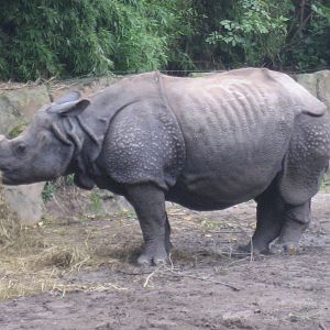 Diergaarde Blijdorp - Indian rhino
