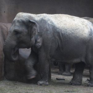 Diergaarde Blijdorp - Asian elephant