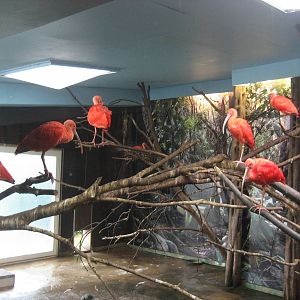Diergaarde Blijdorp - Ibis indoor exhibit