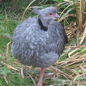 Diergaarde Blijdorp - Crested screamer