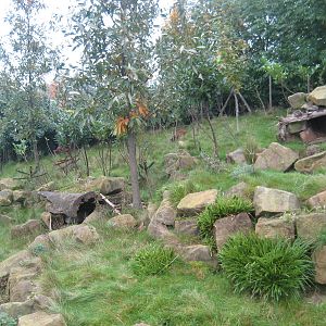 Diergaarde Blijdorp - Pudu exhibit