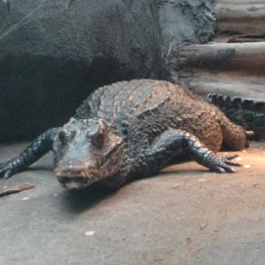 Diergaarde Blijdorp - Caiman