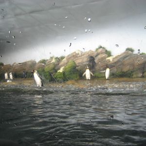 Diergaarde Blijdorp - Penguin exhibit