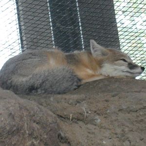 Diergaarde Blijdorp - Kit fox