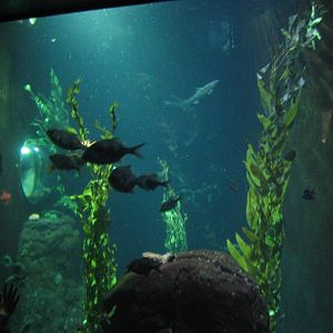 Diergaarde Blijdorp - Kelp forest