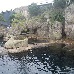Diergaarde Blijdorp - Sea lion exhibit