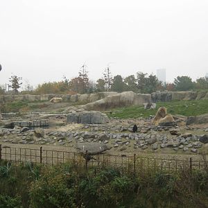 Diergaarde Blijdorp - Polar bear exhibit