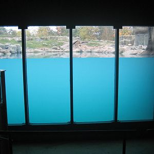 Diergaarde Blijdorp - Polar bear underwater viewing