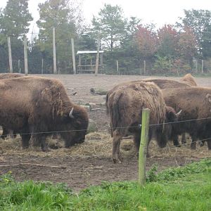 Diergaarde Blijdorp - Bison group