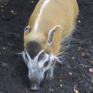 Diergaarde Blijdorp - Red river hog