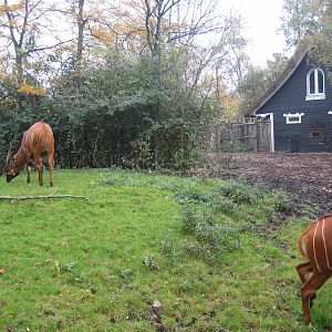 Diergaarde Blijdorp - Bongo exhibit