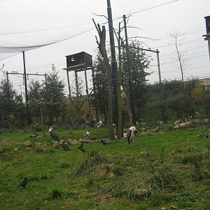 Diergaarde Blijdorp - Vulture aviary