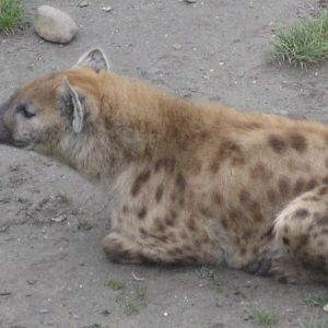 Diergaarde Blijdorp - Spotted hyena