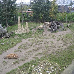 Diergaarde Blijdorp - Hyena exhibit