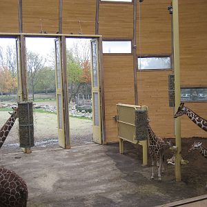 Diergaarde Blijdorp - Giraffe house