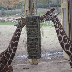 Diergaarde Blijdorp - Giraffes