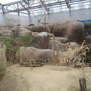 Diergaarde Blijdorp - Klipspringer/hyrax exhibit