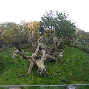 Diergaarde Blijdorp - Gorilla outdoor exhibit