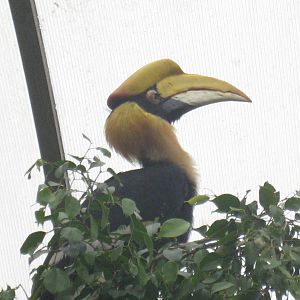 Diergaarde Blijdorp - Indian hornbill